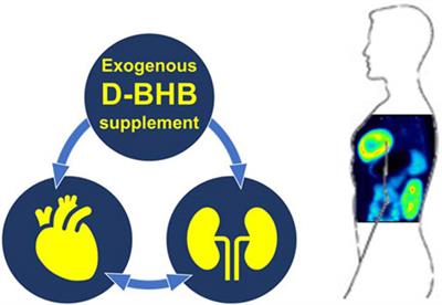 Cardiorenal ketone metabolism in healthy humans assessed by 11C-acetoacetate PET: effect of D-β-hydroxybutyrate, a meal, and age